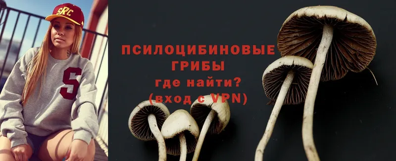 Псилоцибиновые грибы Psilocybe  купить наркотик  Купино 